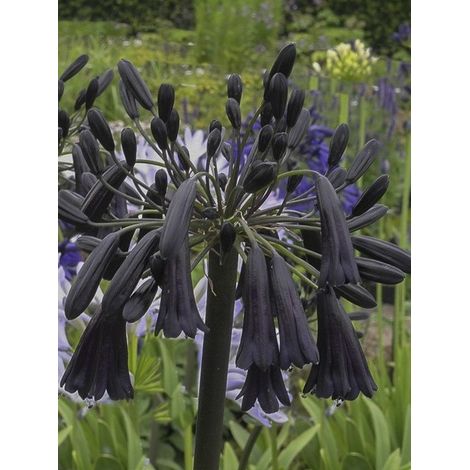 Agapanthe 'Black Magic' Pot de 2L/3L (1/2)