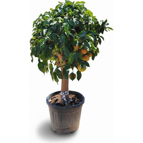 Pamplemousse – 30 ans – Citrus Paradisi – Plante d'agrumes – 180 (1/5)