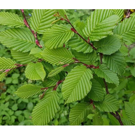 Carpino bianco "Carpinus betulus" pianta da siepe in vaso  19 cm h. 130/150 cm (1/5)