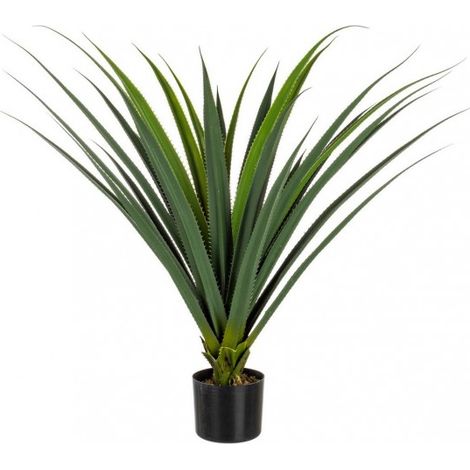 2x Pianta Ruscaceae C-Vaso 28Foglie H90Cm (1/2)