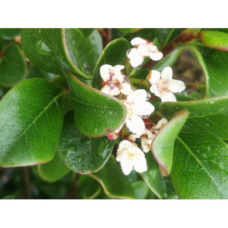 Rhaphiolepis umbellata alb.27 1/4 fusto arbusto sempreverde fiore bianco