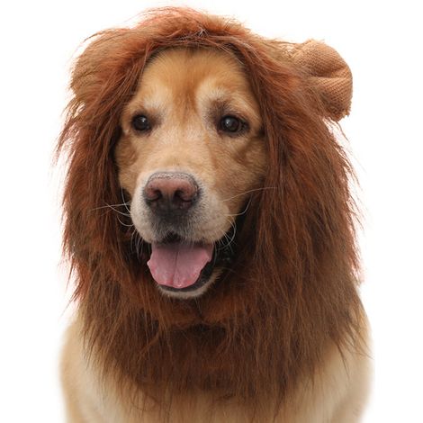 1 Housse tête de lion pour animaux de compagnie, en polyester, réaliste pour Halloween, adapté aux chiens à oreilles (1/5)