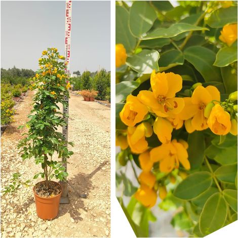 Séné Floribunda avec Tuteur Pot 24 cm Arbuste Semi-caduc à Fleurs (1/4)