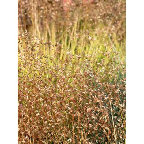 Canche flexible 'Tatra Gold' Godet de 8/9 cm (1/2)
