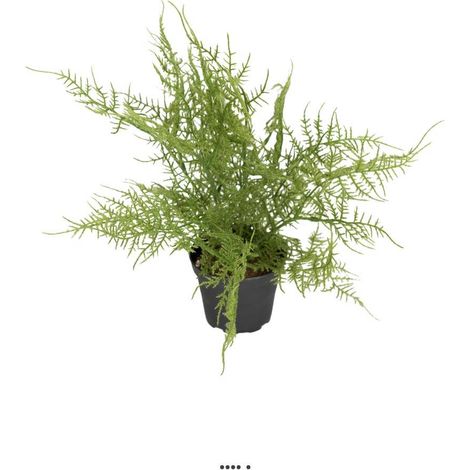 Fougère Plumosus artificielle en pot, H 30 cm, D 35 cm