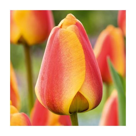 TULIPE APELDOORN ELITE - 8 BULBES