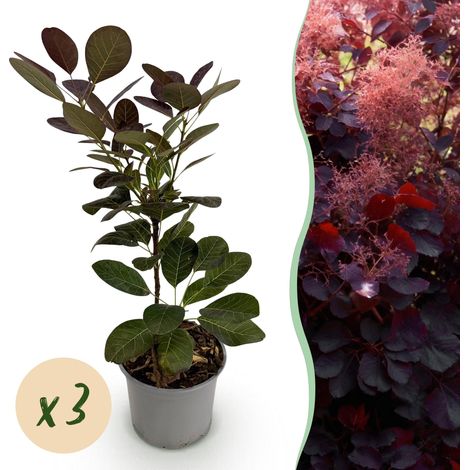 Lot de 3 Cotinus coggyria Royal Purple Arbuste d'Ornement Feuillage Violet Pot 12 cm H35 cm - PANGIVO (1/5)