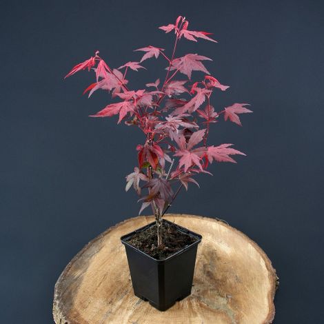 Acero rosso giapponese "Acer palmatum Fireglow" FG1 pianta innestata in vaso 2 litri h 80/100 cm (1/5)