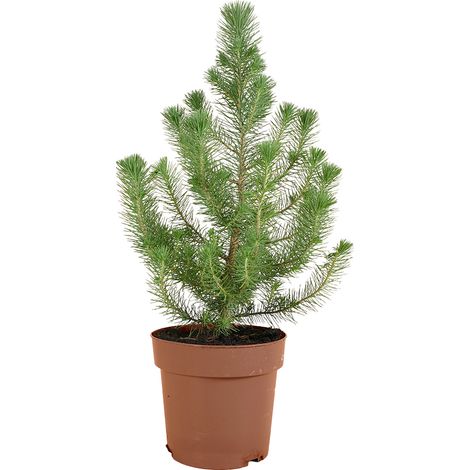Bloomique - Pinus Pinea Silver Crest - Pin parasol - Pin - Sapin - Pour intérieur et extérieur - Rustique - Persistant - 40-60 cm de hauteur - Pot de 17 cm (1/4)