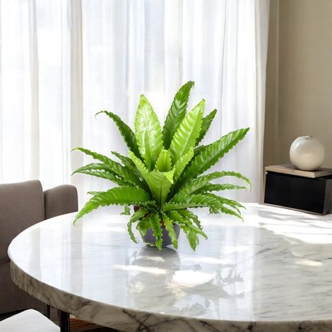 Gardenaria Asplenium antiquum 'Osaka' - Pianta da interno ornamentale - Altezza: 25 cm (vaso 12) (1/5)