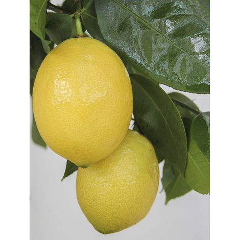 Citronnier 'Lemox' Pot de 4L/5L, 1/4 de tige
