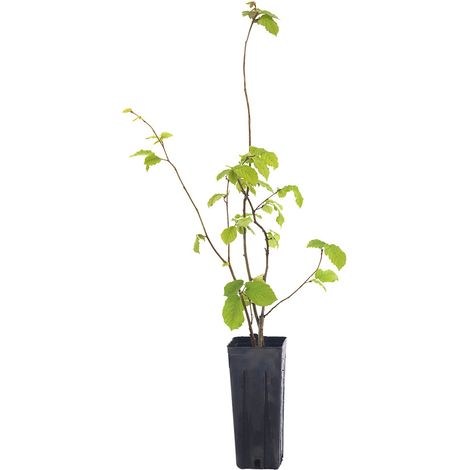 Corylus avellana - nocciolo - vaso quadro 9x9x20 cm (1/2)