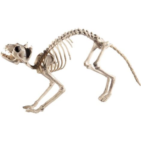 Cat Skeleton Prop - Natural - 60x12x25cm / 24x5x10in - 46913