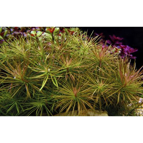 Aquarium Pflanze Pogostemon stellata Nr.053G