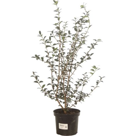 Osmanthe de Burkwood 60/80cm Pot 3L - Osmanthus xburkwoodii (1/4)