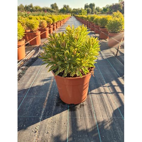 Euphorbe Euphorbia Martinii Ascot Rainbow Pot 24 cm Succulente Persistante (1/4)
