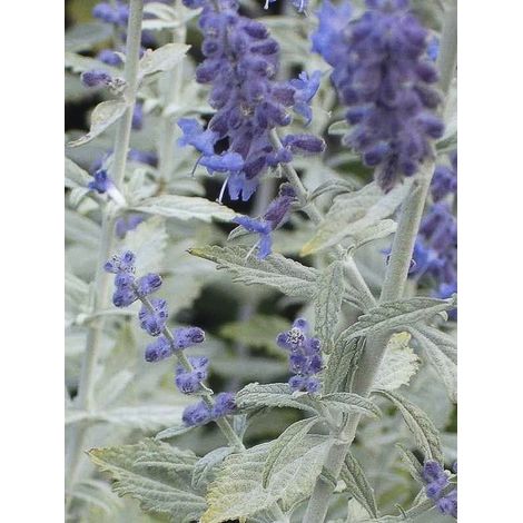 Sauge d'Afghanistan 'Silvery Blue' Pot de 1,5L/2L (1/2)