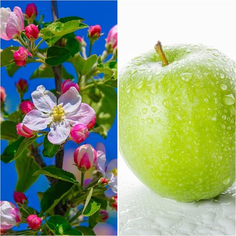 Planta Frutal Manzano Manzana Verde Doncella. 80 - 100 Cm