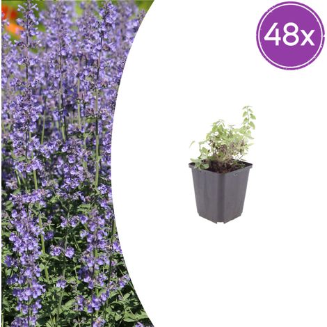Lot de 48 Népétas 'Grol' Plante Vivace Herbe aux Chats Fleurs Bleu Violet Pot Ø 9 cm (1/5)