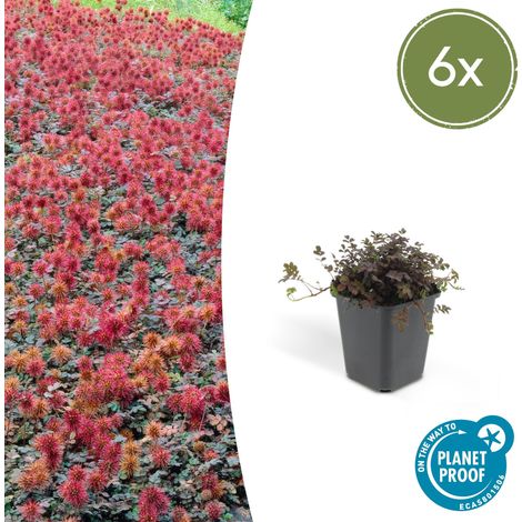 Lot de 6 Acaena microphylla 'Kupferteppich' Couvre-sol Vivace pour Rocailles et Allées Ø 9 cm - PANGIVO (1/5)