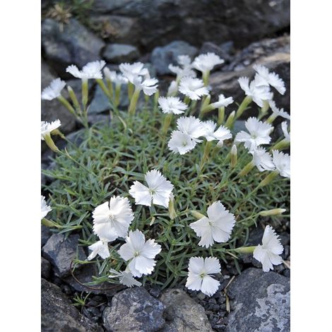 Œillet bleuâtre 'La Bourboule Alba' Godet de 8/9 cm