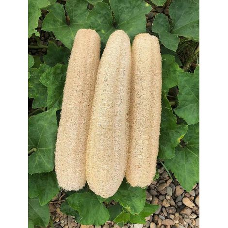 Éponges de bain naturelles en luffa, grandes éponges de douche en luffa biologique, exfoliant pour le corps et le dos, pour les soins personnels quotidiens (lot de 3) (1/5)