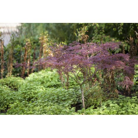 Fächerahorn 'Inaba-shidare' Acer palmatum 'Inaba-shidare' C 40- 60