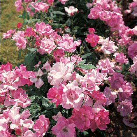 Gardenaria Rosa 'Double Pink Knock Out' Meilland - Rosa da giardino - Altezza: 30/40 cm (vaso19) (1/5)