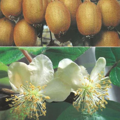 PIANTA DA FRUTTO KIWI MASCHIO TOMURI in vaso 20 età 2/3 anni (foto reali)
