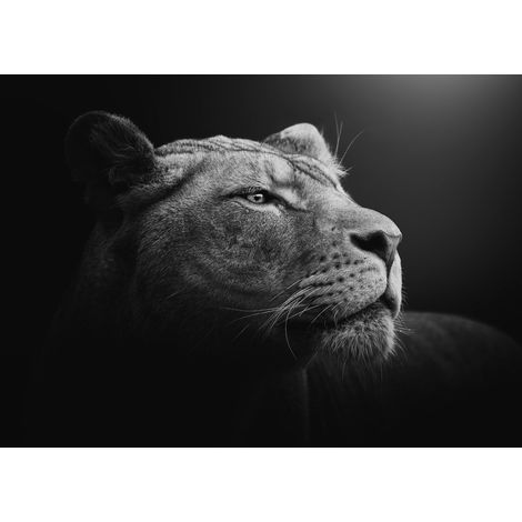 Tableau sur toile lionne sauvage pensive 45x65 cm - Impression sur Toile Murale Décorative - Image imprimée en HD sur Toile - Toile sur Châssis en Bois FSC - Fabriqué en France (1/5)