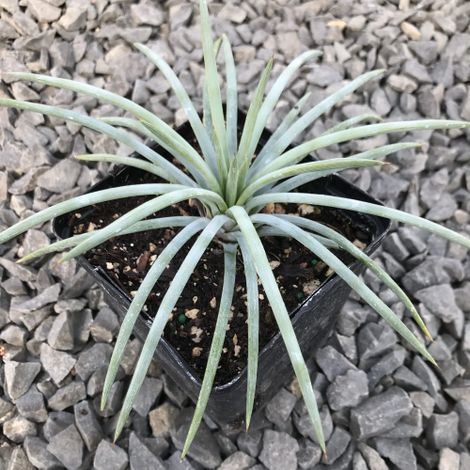 Agave Tenuifolia Blue "Agave Tenuifolia Glauca" pianta grassa succulenta in vaso ø9 cm