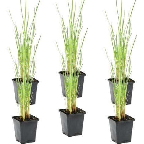 Bloomique - Lot de 6 - Typha Latifolia - Grand Massette - Cigare des marais - Plantes de bassin - Résistante au gel - Zone de bassin 2-3 - 15-25 cm de haut - Pot 9 cm (1/4)