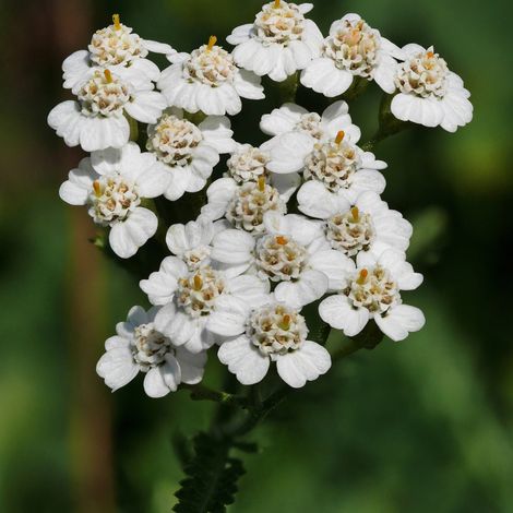 4 x Achillée millefeuille - Achillea millefolium  - godet 9x9 cm