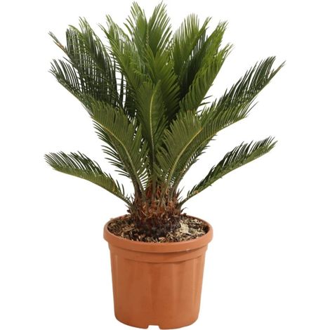Cycas Cycas revoluta Pot 5L