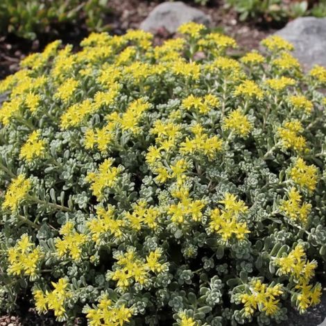 Orpin Cape Blanco, Sedum/Godet - 5/20 cm