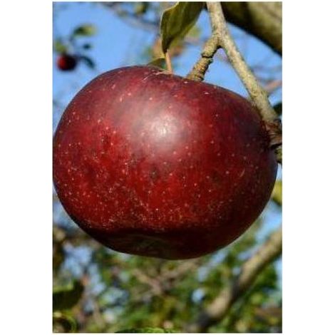 Pommier 'Calville Rouge d'Hiver' Pot de 7,5L/10L, Gobelet