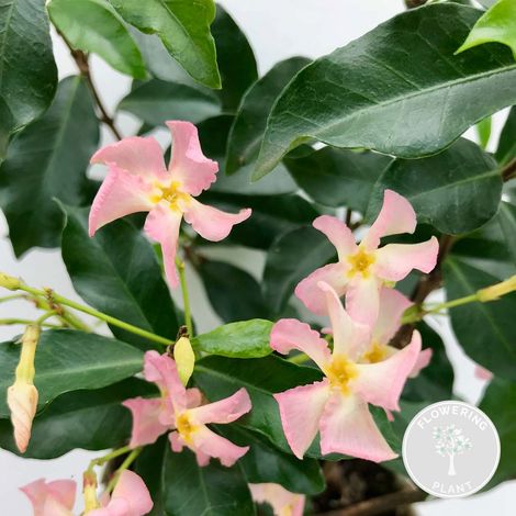Bloomique - Trachelospermum jasminoides - Jasmin étoilé rose - Plantes grimpantes - Plantes de jardin - Persistantes - Rustiques - Hauteur 50-70 cm - Pot 15 cm