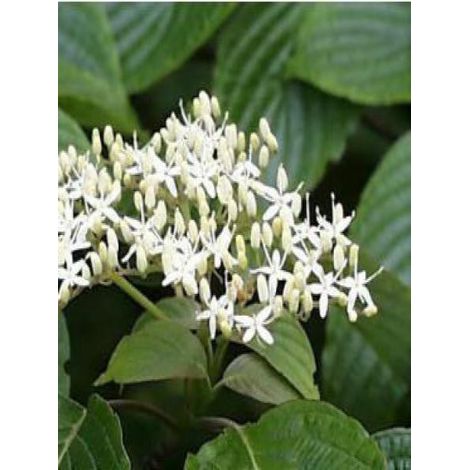 Cornouiller discuté Pot de 4L/5L (1/5)