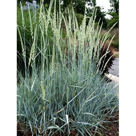 Blé d'azur 'Blue Dune' Godet de 8/9 cm (1/2)