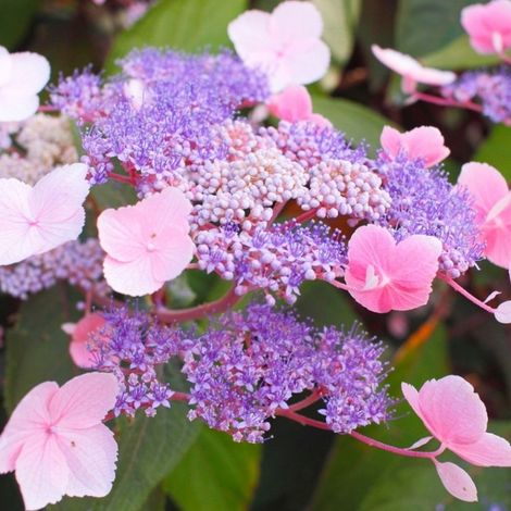 Hortensia aspera 'Hot Chocolate'® - 25-30 cm pot