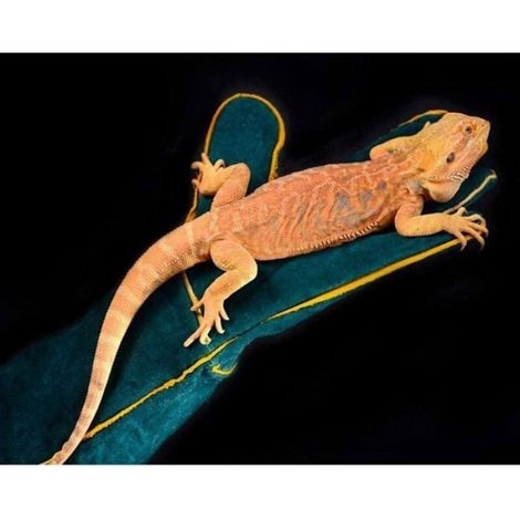 Gants anti-morsure pour animal - Cuir sécurité, 60cm, pour manutention - 1 paire - Noir Étiquette (1/5)