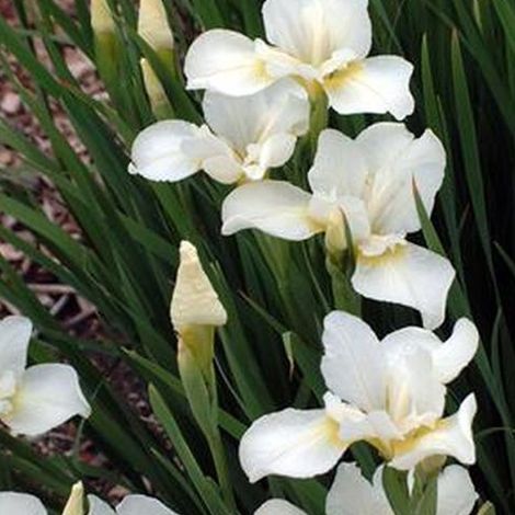 4 x Iris nain  - Iris pumila 'Bright White'  - godet 9x9 cm (1/5)