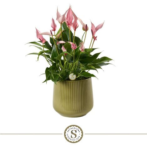 Plante d'Intérieur Anthurium Lilli avec Pot en Céramique Cannelé Ø 16 cm H 40 cm - PANGIVO