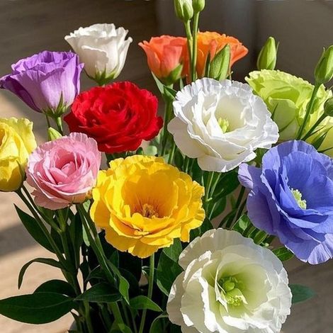 Plus de 1000 graines de lisianthus mélangées à semer - Graines de lisianthus (roses sans épines) (1/3)