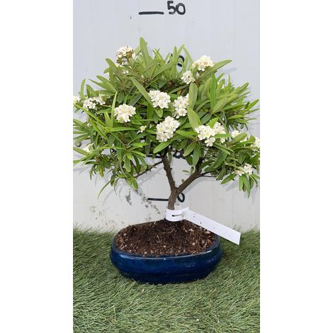 Bonsaï Piracanta pot 20 - Plante à feuilles persistantes Photos réelles