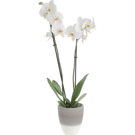 Orchidea Phalaenopsis Bianca con Vaso in Ceramica Espresso Cream - Piante Vere Fiorite da Interno - H 60-70 cm Vaso Ø 12 cm (1/4)