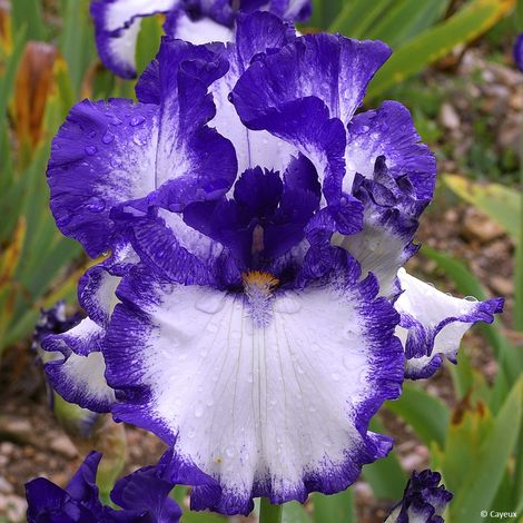 Iris germanica On The Move - Iris des Jardins Rhizome, Calibre 10/15, qualité extra