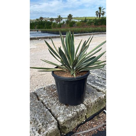 YUCCA GLORIOSA VARIEGATA VASO 30