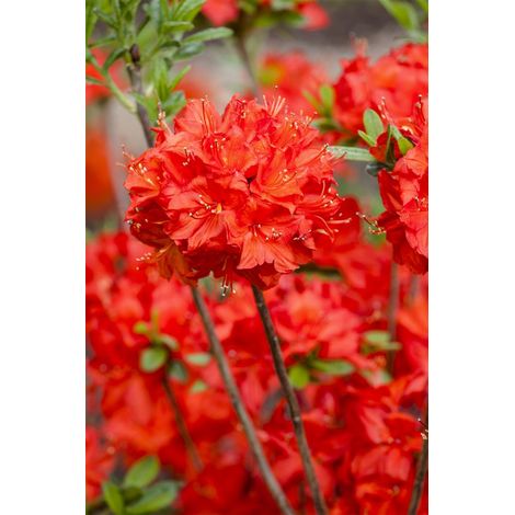 Sommergrüne Azalee 'Nabucco' Rhododendron lut.'Nabucco' C 5 40- 50