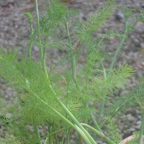 Fenouil commun/Godet - 5/20 cm